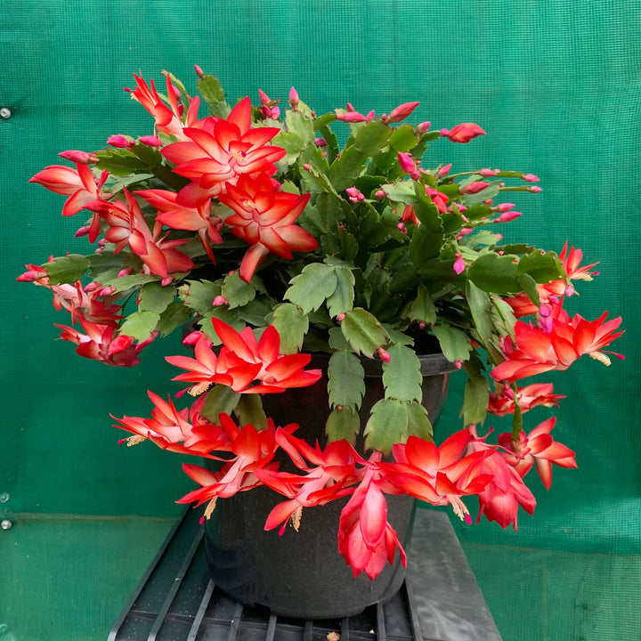 Zygocactus Flower Seeds for Planting, 100 Pcs pcs