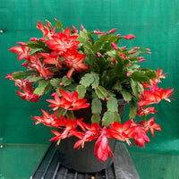 Zygocactus Flower Seeds for Planting, 100 Pcs pcs