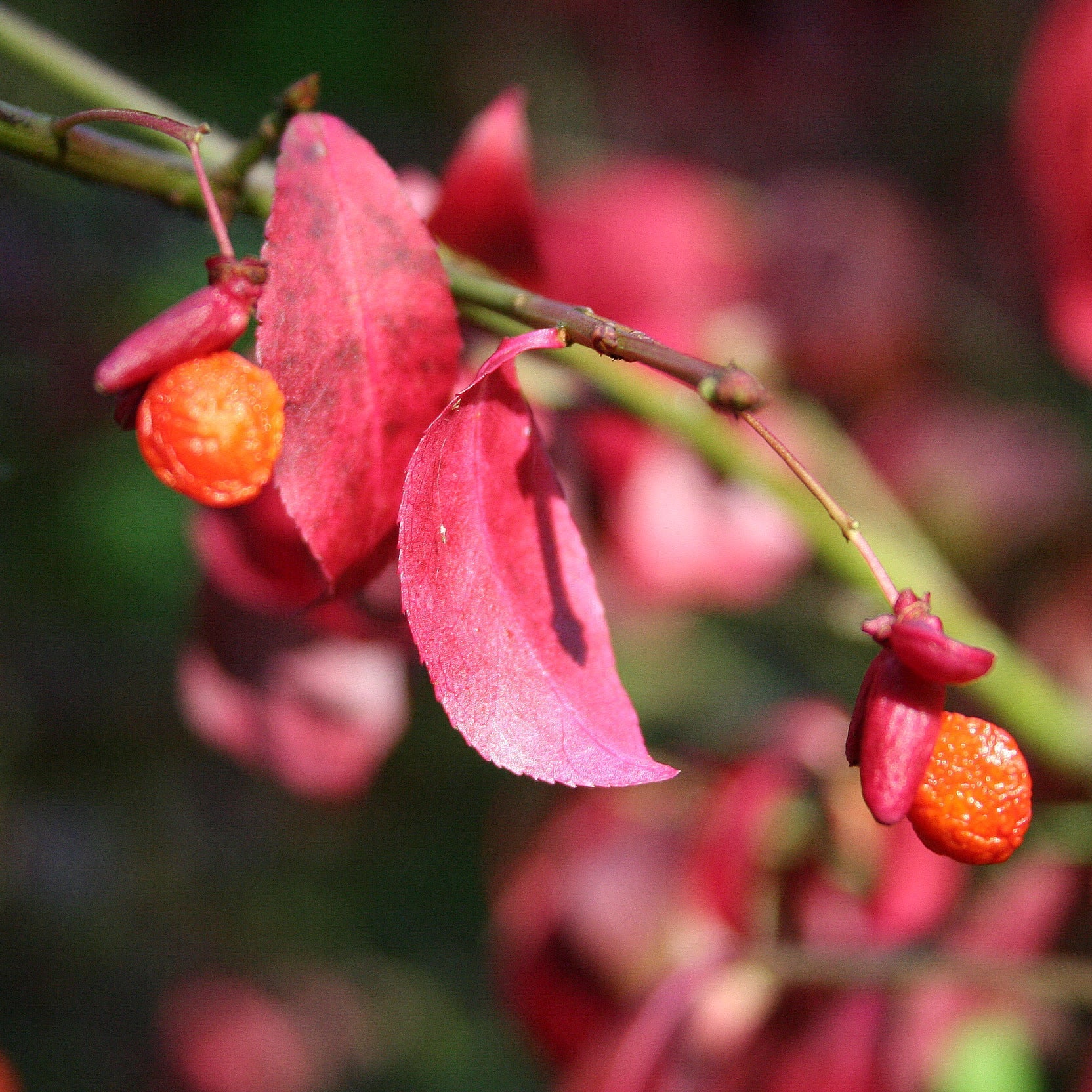 Organic Red Burning Bush Flower Seeds for Planting – Heirloom, Non-GMO