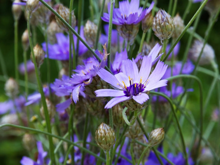 Cupid's Flower Seeds – Heirloom, Non-GMO, Delicate Romantic Blooms for Garden Planting