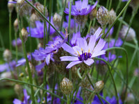 Cupid's Flower Seeds – Heirloom, Non-GMO, Delicate Romantic Blooms for Garden Planting