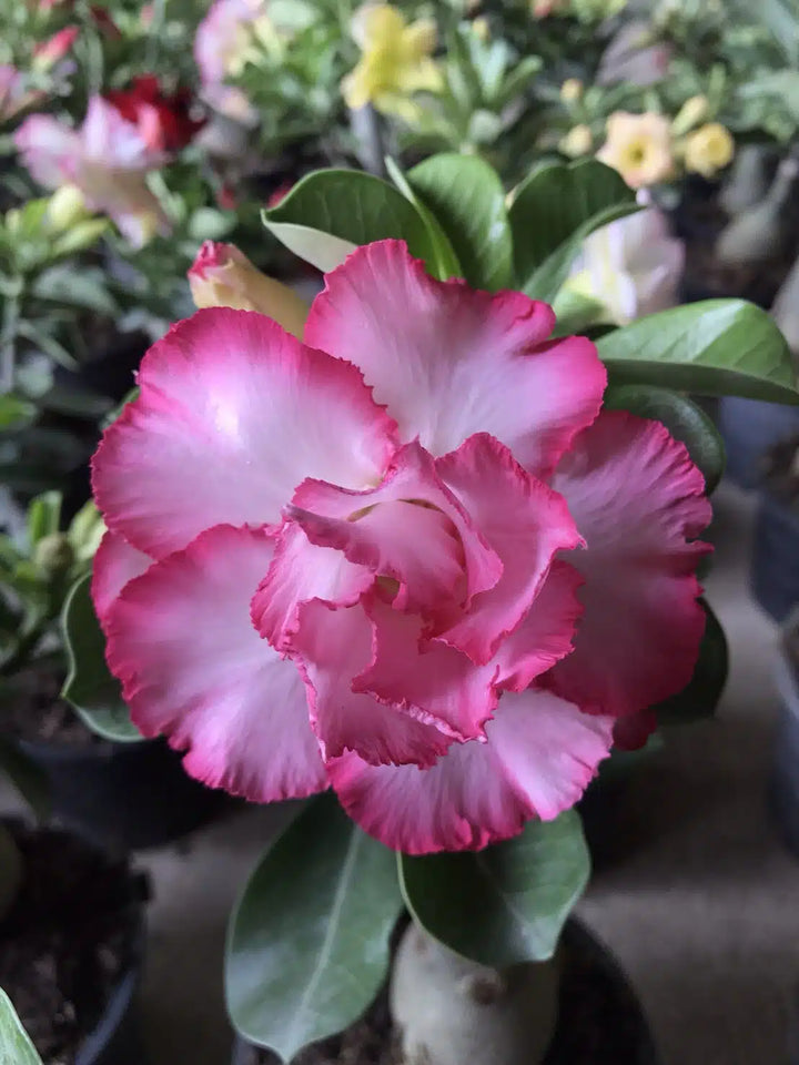Adenium obesum Rose Heirloom Non-GMO Seeds for Planting