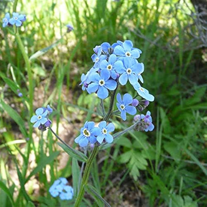 Myosotis Flower Seeds Fresh for Planting NON GMO Seeds