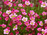 Saxifraga Moss Flower Seeds for Planting, NON GMO Seeds