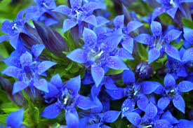Gentian Flower Seeds for Planting - NON GMO Seeds