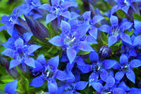 Gentian Flower Seeds for Planting - NON GMO Seeds