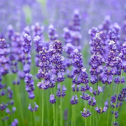 Heirloom Non-GMO Purple Fragrant Flower Seeds for Aromatic Garden Spaces and Seasonal Planting