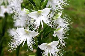 White Egret Orchid Seeds for Planting | Organic, Heirloom, Non-GMO Flower Seeds