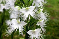 White Egret Orchid Seeds for Planting | Organic, Heirloom, Non-GMO Flower Seeds