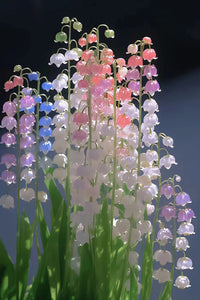 Heirloom Mixed Bell Orchid Flower Seeds – Non-GMO Rare Blooms for Garden Planting
