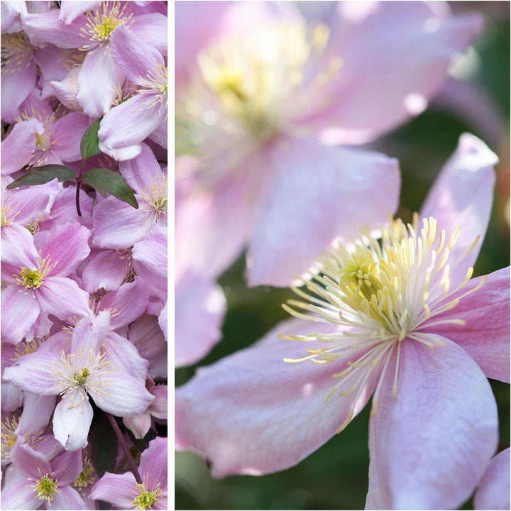 Heirloom Non-GMO Clematis Montana Flower Seeds for Planting – Fragrant Climbing Garden Blooms