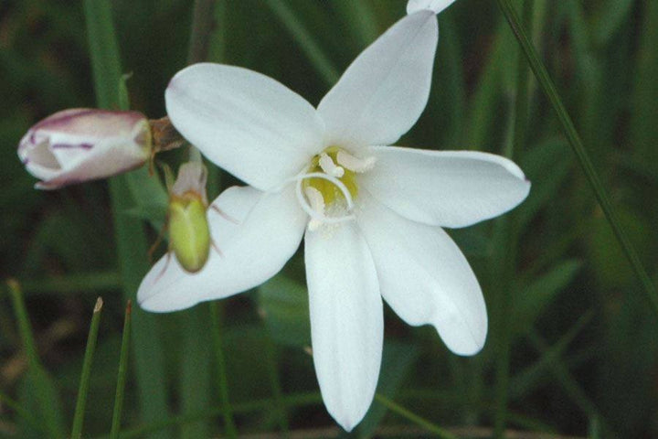 Heirloom Non-GMO White Sparaxis Flower Seeds for Garden Planting – Star-Shaped Spring Blooms