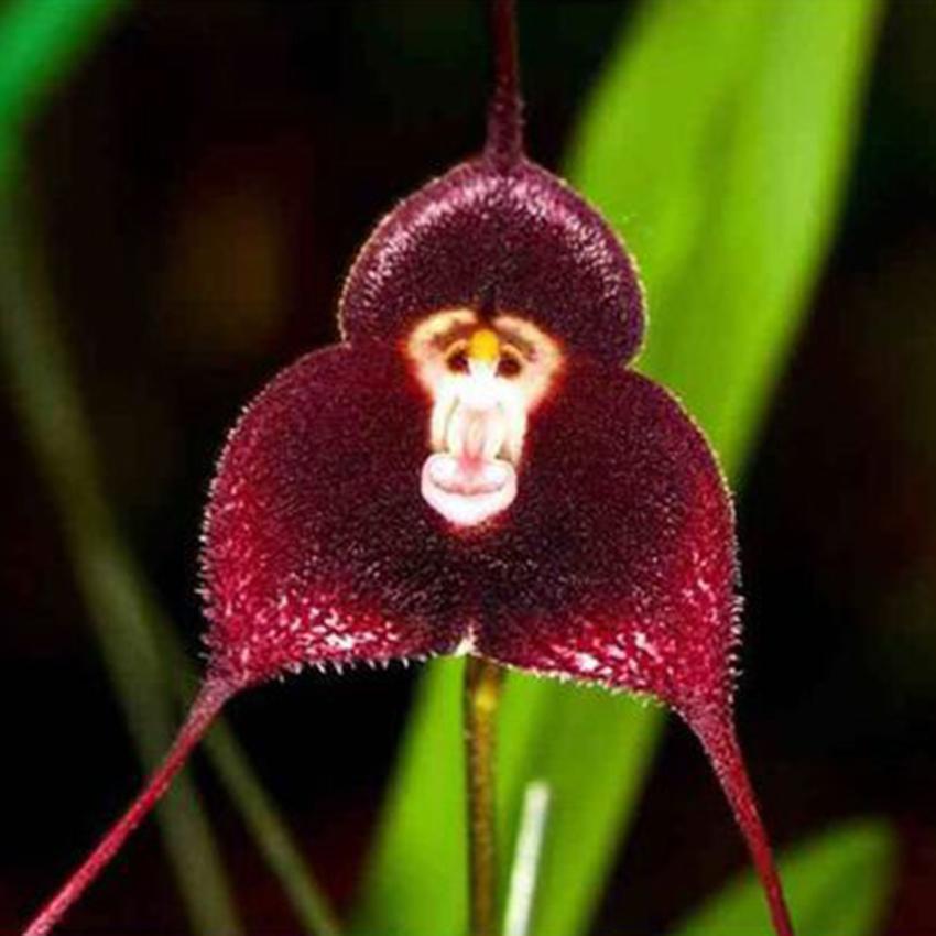 Heirloom Non-GMO Chocolate Monkey Orchid Flower Seeds – Rare Fragrant Blooms for Garden Planting