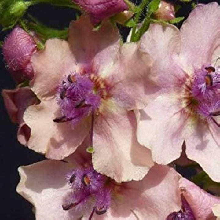 Cream Verbascum Flower Seeds for Planting - NON GMO Seeds