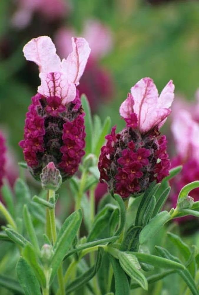Heirloom Non-GMO Provence Lavender Plant Seeds – Red Blooms for Planting