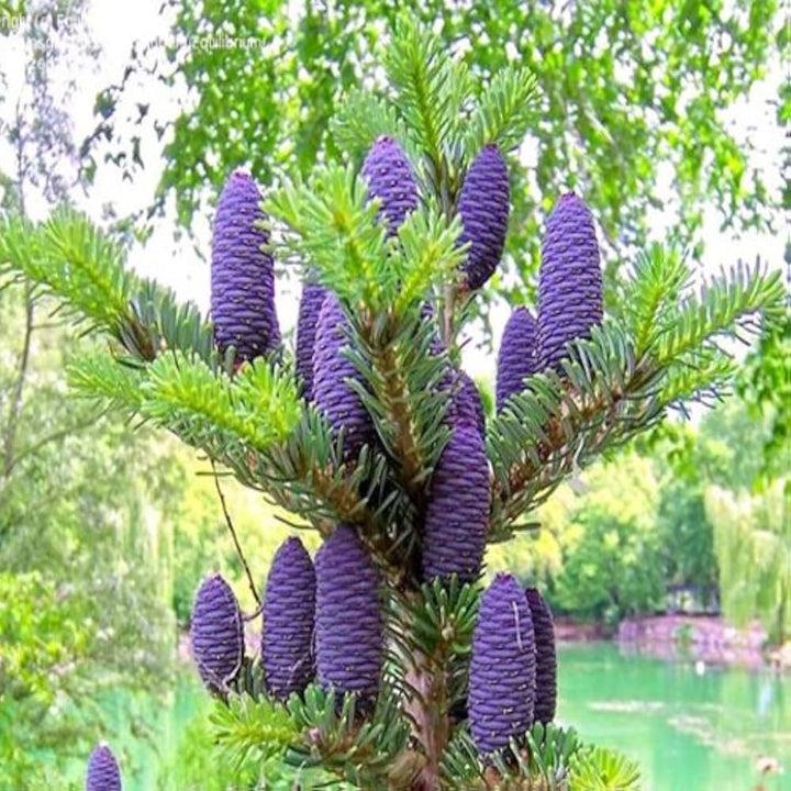 Abies Koreana Purple Plant Seeds for Planting – Organic, Heirloom, Non-GMO Seeds