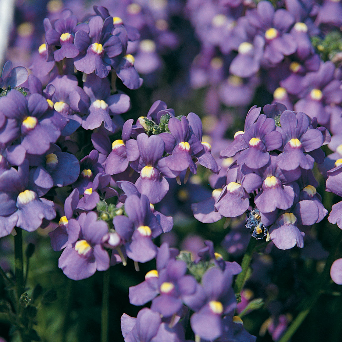 Nemesia Strumosa Purple Seeds for Planting – Organic, Heirloom, Non-GMO Seeds