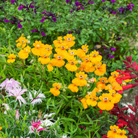 Nemesia Flower Seeds for Planting - 100 Pcs pcs