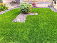 Organic Lawn Grass Seeds ? Rainbow Shades for Home Landscaping