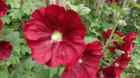 Alcea Red Hollyhock Seeds for Planting – Organic, Heirloom, Non-GMO Flower Seeds