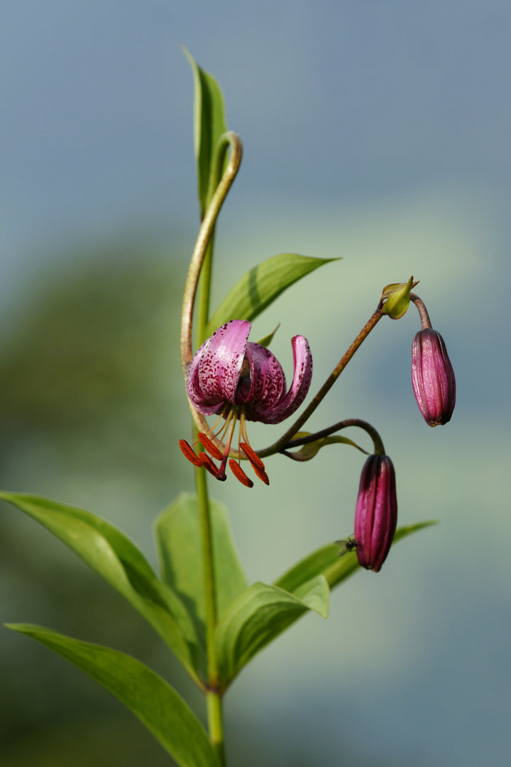 Organic Lilium Martagon Plant Seeds for Planting – Heirloom, Non-GMO