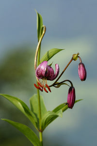 Organic Lilium Martagon Plant Seeds for Planting – Heirloom, Non-GMO