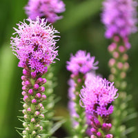Purple Liatris Flower Seeds for Planting, Tall Spikes