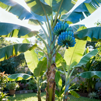 Blue Java Banana (Ice Cream Variety) Planting Seeds – Heirloom Non-GMO Fruit Seeds