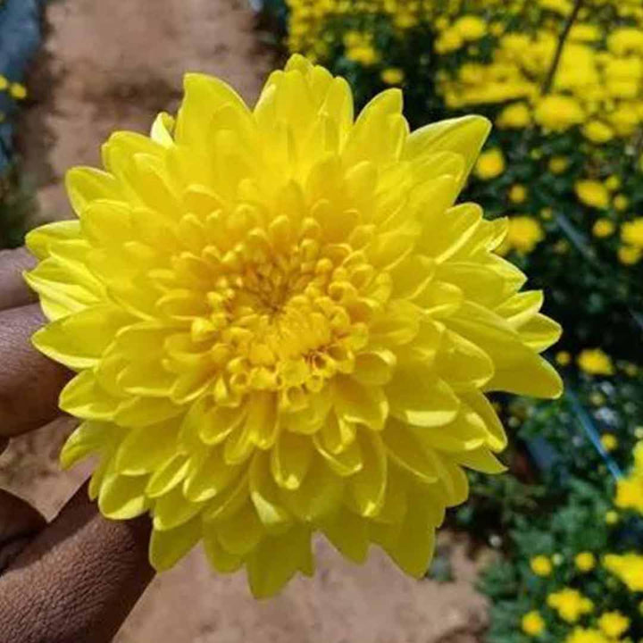 Heirloom Non-GMO Yellow Chrysanthemum Flower Seeds – Fall Blooming Garden Beauties