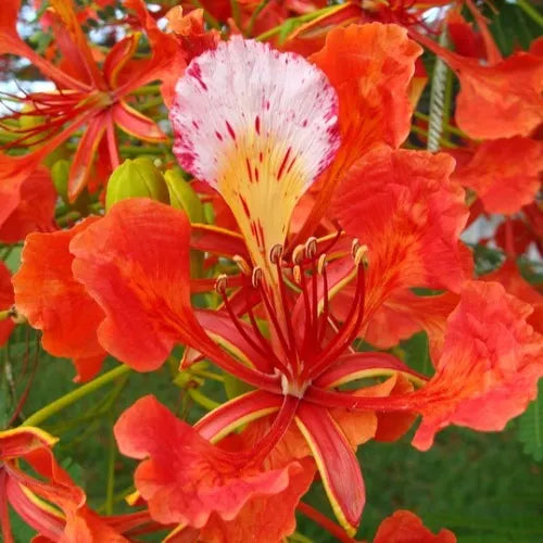 Organic Flamboyant Flower Seeds for Planting – Heirloom, Non-GMO