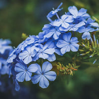 Plumbago Flower Seeds â€“ Heirloom, Non-GMO Seeds for Planting Vibrant Blue Garden Blooms