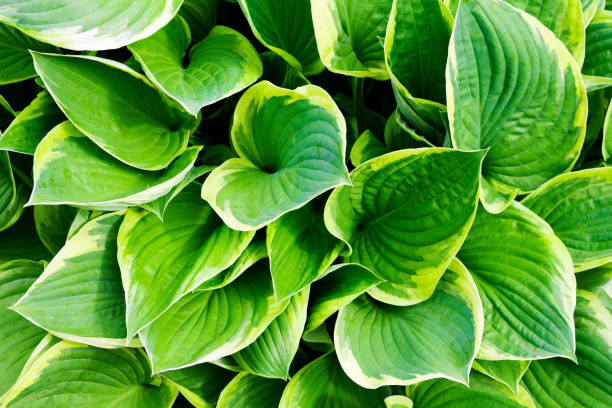 Heirloom Non-GMO Green Hosta Plant Seeds for Planting