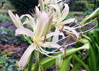 Lycoris Radiata White Seeds – Organic, Heirloom, Non-GMO Flower Seeds for Planting