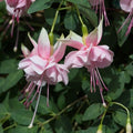 Heirloom Fuchsia flower seeds – non‑GMO trailing plant seeds