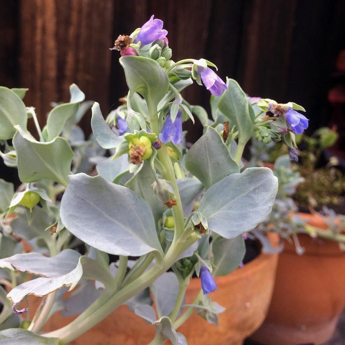 Mertensia Maritima Herb Seeds – Heirloom, Non-GMO, Oyster Leaf Seeds for Unique Garden Planting