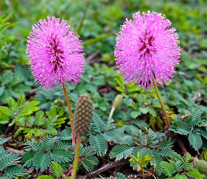 Heirloom Non-GMO Purple Mimosa Pudica Flower Seeds for Sensitive Touch-Me-Not Garden Planting