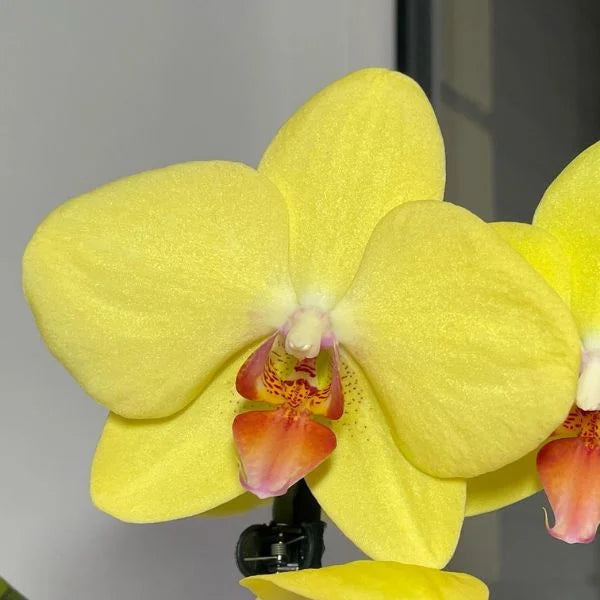 Heirloom Yellow Phalaenopsis Orchid Flower Seeds – Non-GMO Exotic Blooms for Planting