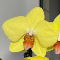 Heirloom Yellow Phalaenopsis Orchid Flower Seeds – Non-GMO Exotic Blooms for Planting