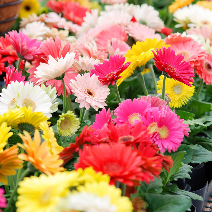 Gerbera Mix Flower Seeds for Planting – Organic, Heirloom, Non-GMO Garden Seeds