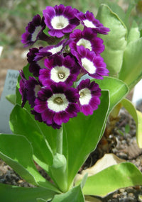Heirloom Non-GMO Dark Purple Primrose Flower Seeds for Vibrant Garden Blooms