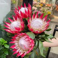 Heirloom Non-GMO Protea Cynaroides Flower Seeds for Striking Garden Landscapes and Outdoor Planting