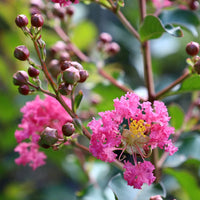 Pink Crape Myrtle Seeds for Planting - NON GMO Seeds