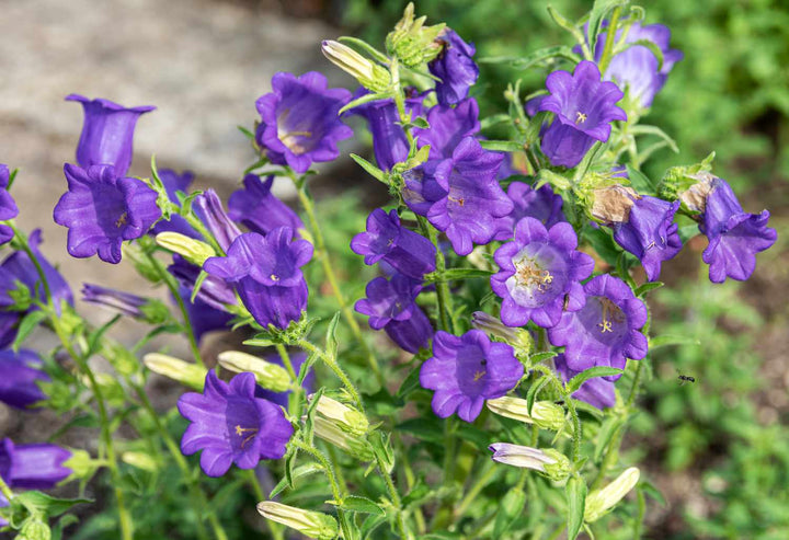 Heirloom Non-GMO Blue Abutilon Striatum Flower Seeds for Planting