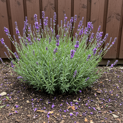 100 Pcs