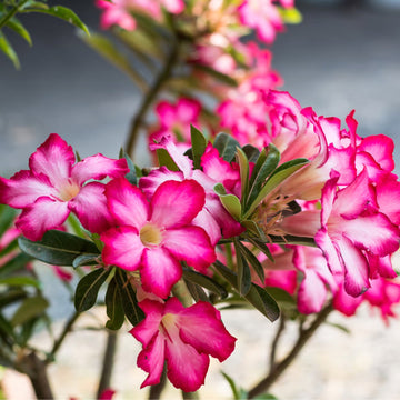 Mixed (Mixed scientific name) for planting in garden
