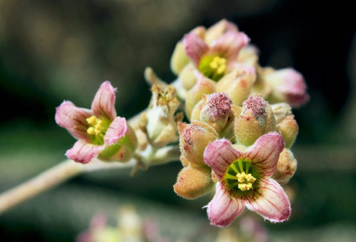 Pink Kalanchoe Beharensis Plant Seeds – Heirloom Non-GMO Succulent Seeds for Decorative Gardens