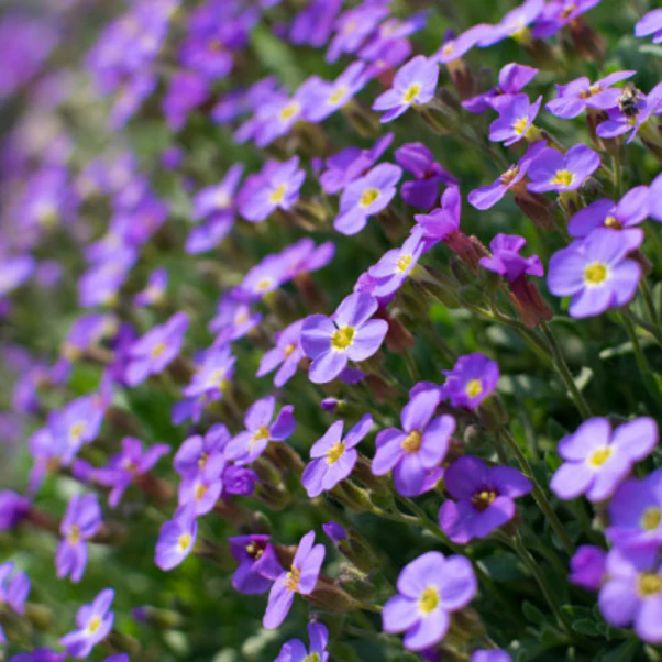Heirloom Purple Aubrieta Deltoidea Flower Seeds – Non-GMO Seeds for Ground Cover Garden Planting
