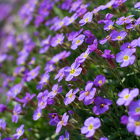 Heirloom Purple Aubrieta Deltoidea Flower Seeds – Non-GMO Seeds for Ground Cover Garden Planting
