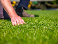 Thick Lawn Coverage for Sports & Recreation