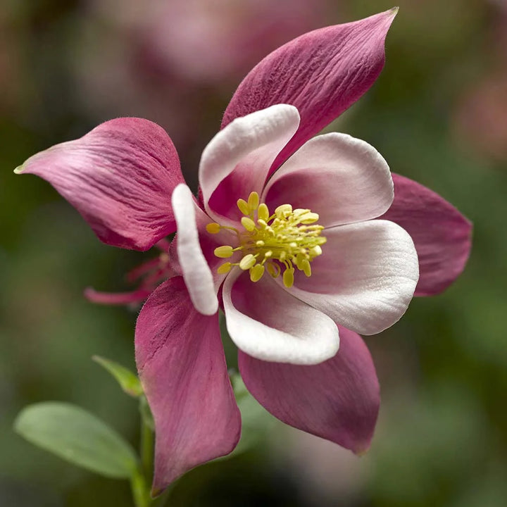 Heirloom Organic Non-GMO White Pink Aquilegia Seeds for Planting